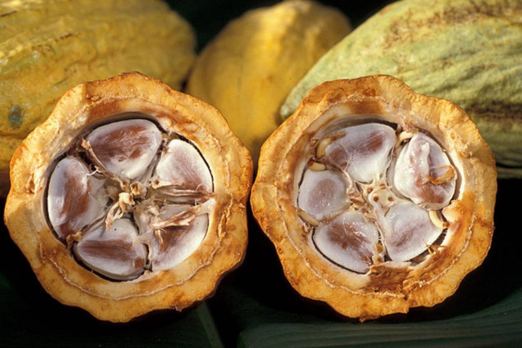 Cacao seeds